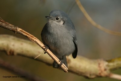 Masked Gnatcatcher