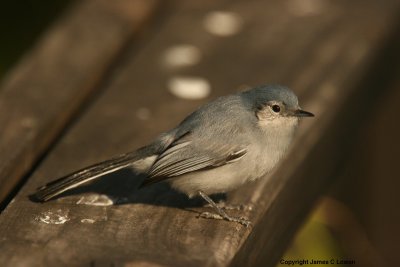 Masked Gnatcatcher