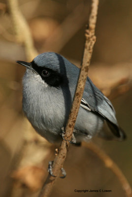 Masked Gnatcatcher