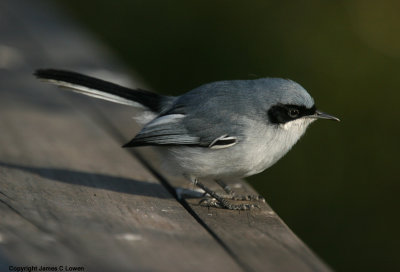 Masked Gnatcatcher