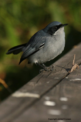 Masked Gnatcatcher