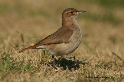 Rufous Hornero