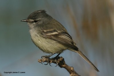 White-crested Tyrannulet