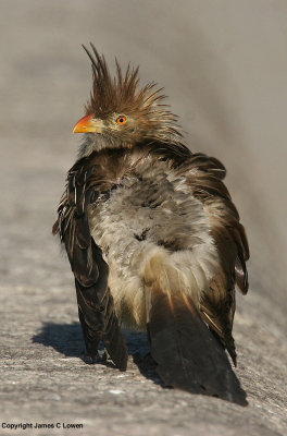 Guira Cuckoo