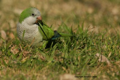 Monk Parakeet