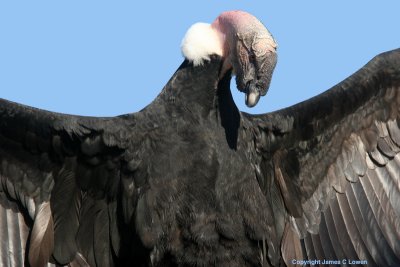 Vultures and Condor