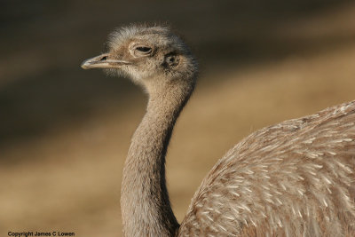 Lesser Rhea