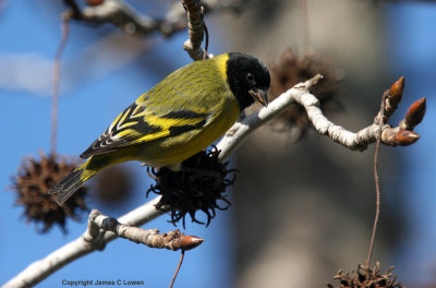 Hooded Siskin