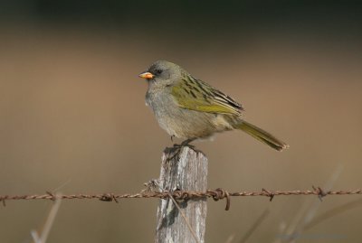 Great Pampas Finch