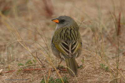 Great Pampas Finch