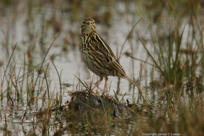 Correndera Pipit