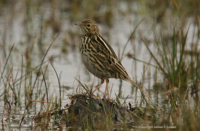 Correndera Pipit