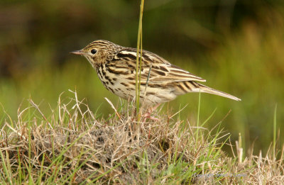 Correndera Pipit