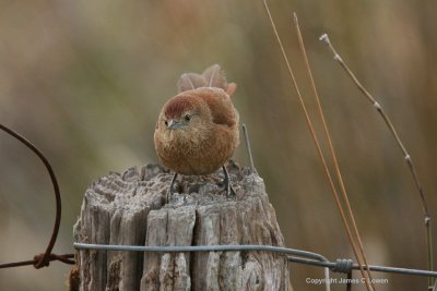 Freckle-breasted Thornbird