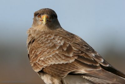 Chimango Caracara