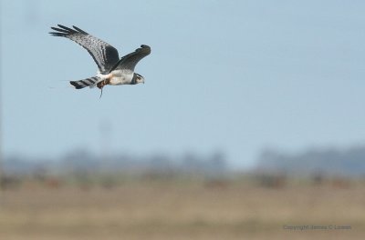 Long-winged Harrier