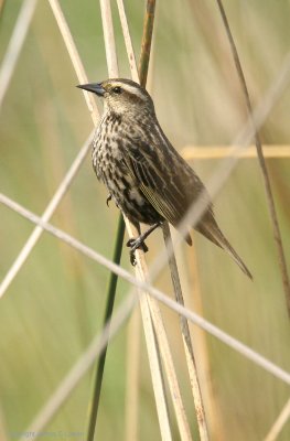 Yellow-winged Blackbird