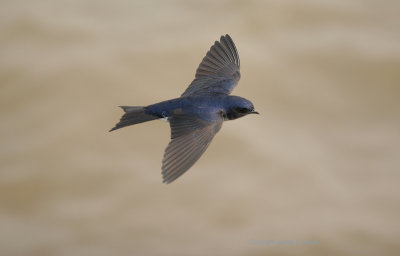 Grey-breasted Martin