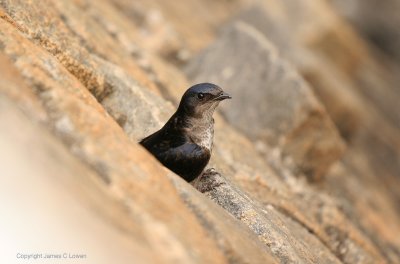 Grey-breasted Martin