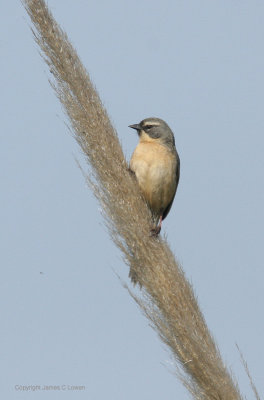 Long-tailed Reedfinch