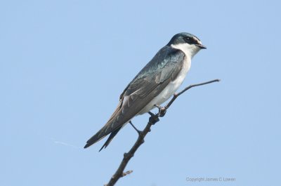 White-rumped Swallow