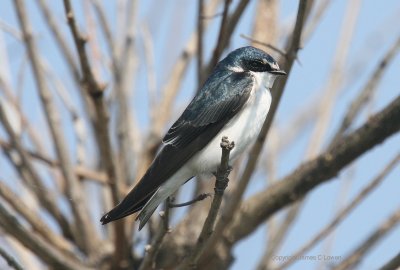 White-rumped Swallow