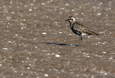 American Golden Plover