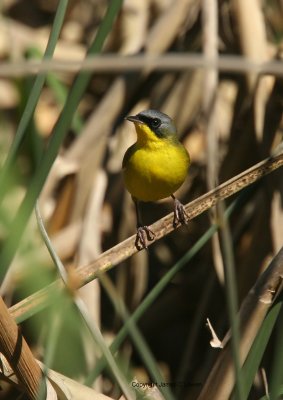 Masked Yellowthroat