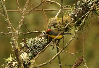 Brown-capped Redstart