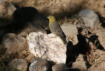 Greenish Yellow-finch