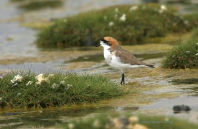 Puna Plover