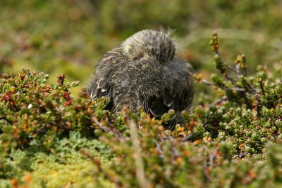 Yellow-bridled Finch