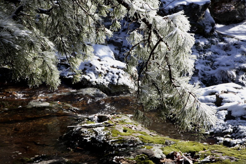 Ice Covered Pine above Cecil Hollow Falls