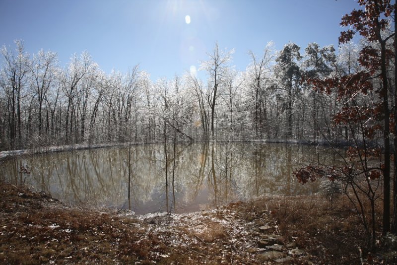 Icy Trees Around Back Pond