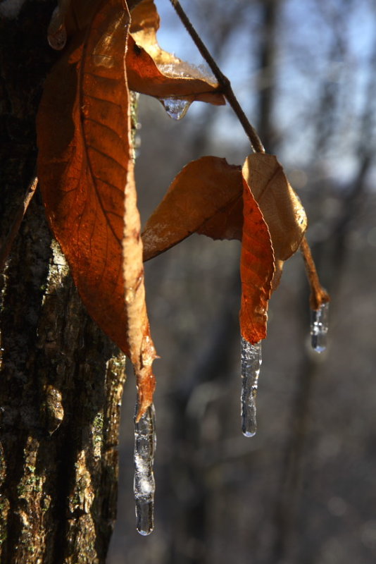 Three Ice Tipped Leaves