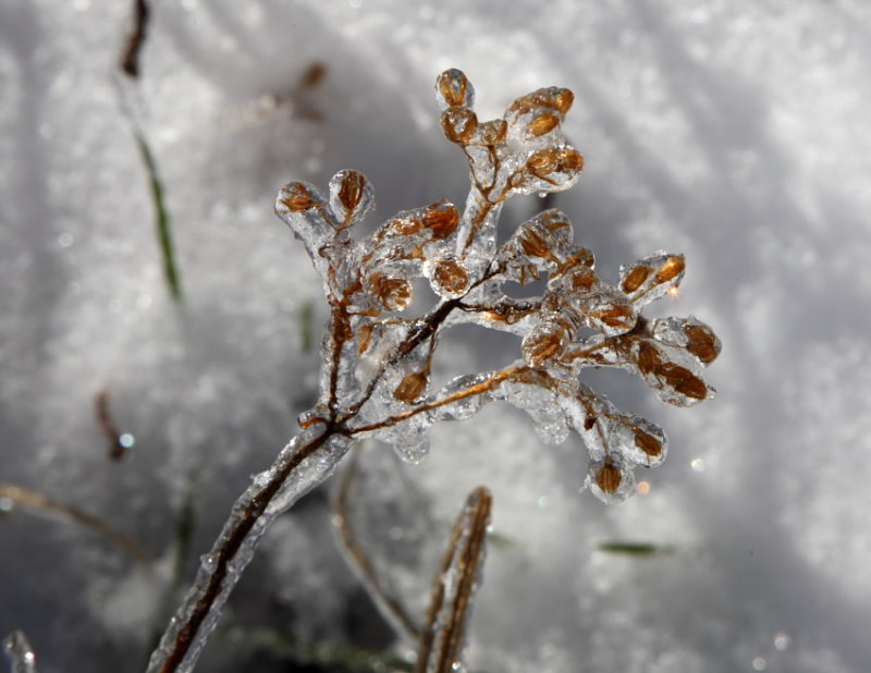 Ice Covered Seed Top