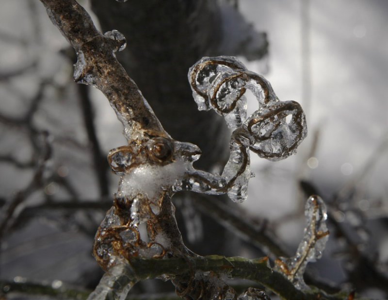 Ice Covered Tendril