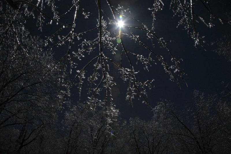 Moonlit Ice on Tree