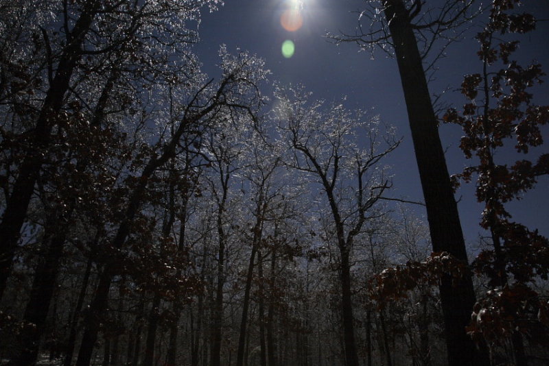 Moonlit Ice on Grove of Trees
