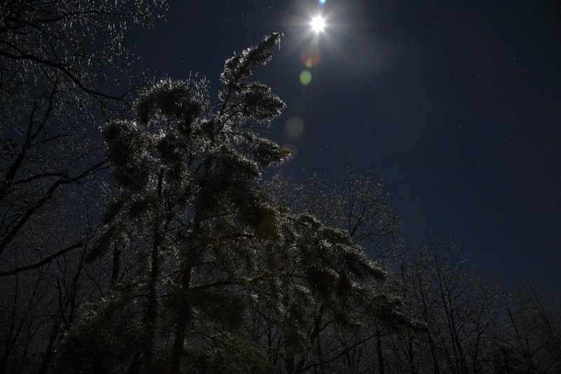 Moonlit Ice on Nodding Pine Tree