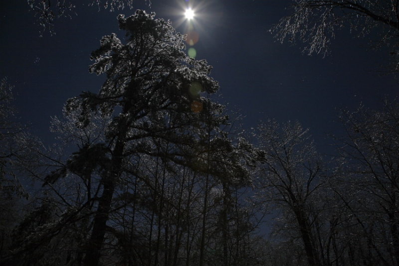 Moonlit Ice on a Pine Tree