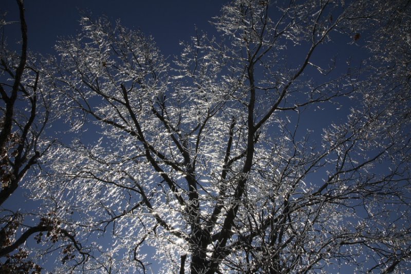 Backlit Tree After Ice Storm