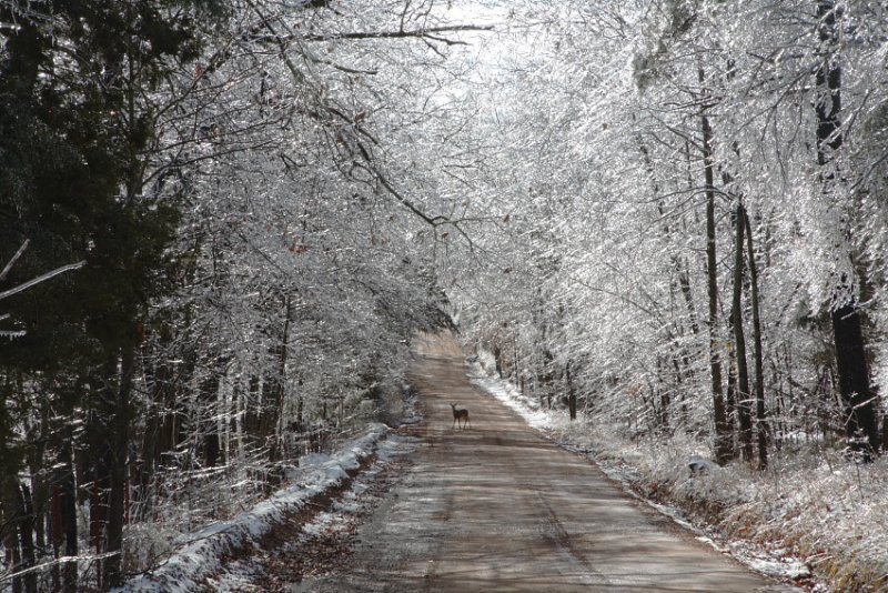 Whitetail Deer on Erbie Road after Ice Storm