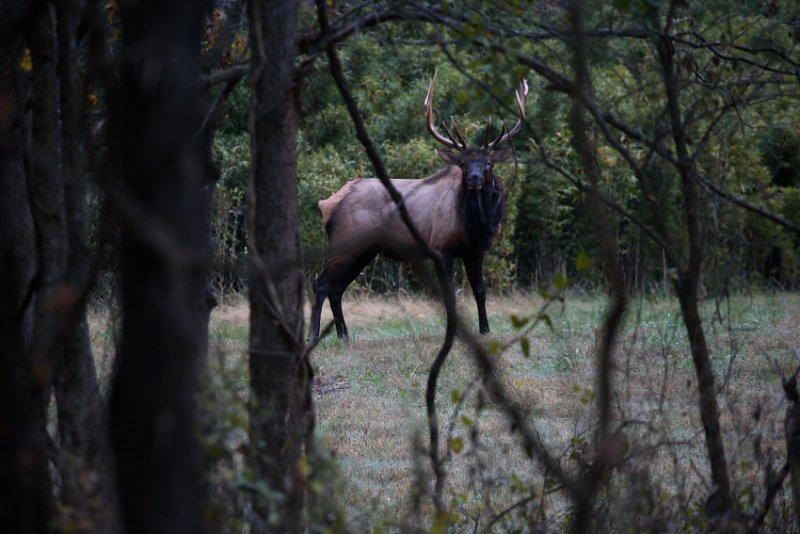 Arkansas Bull Elk in Woods