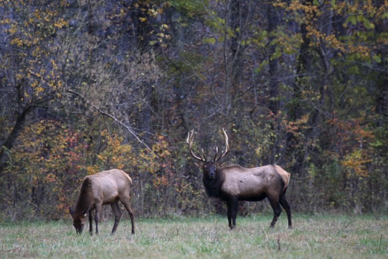 Bull Elk and Cow, Boxley Valley
