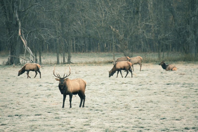 Boxley Valley Bull Elk on Frosty Morning