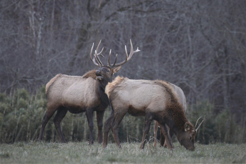 Bugling Boxley Elk