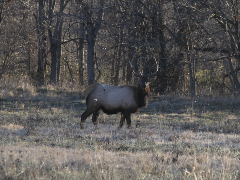 Boxley Bull Elk at Sunrise #2