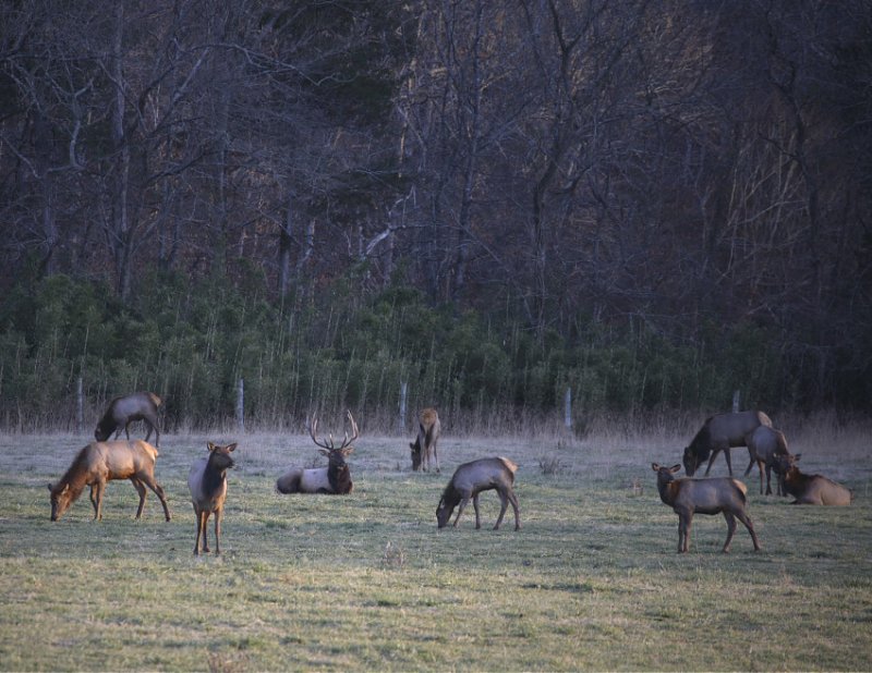 Boxley Elk Herd at Sundown