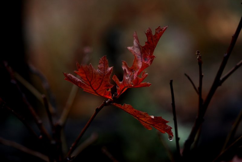 Oak Leaves in a November Rain